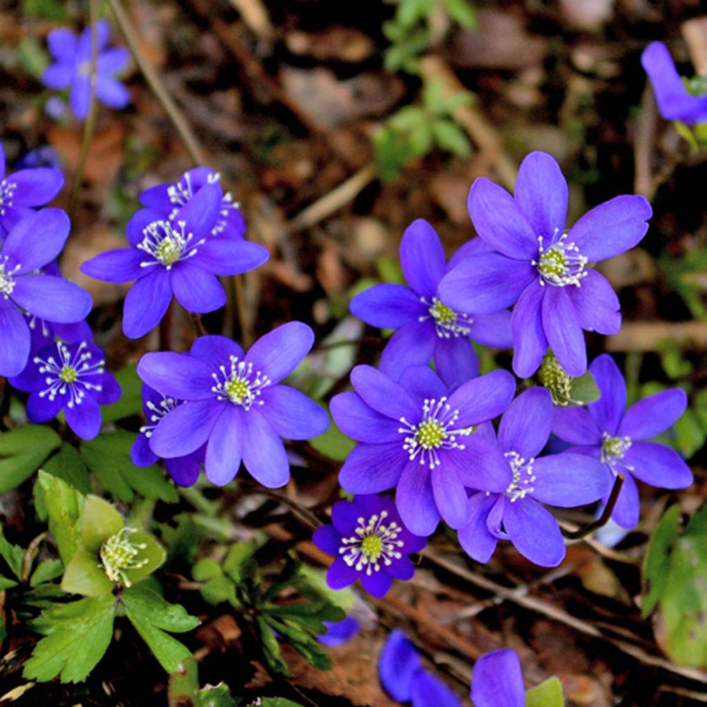 Hepatica Nobilis, Anémone Hépatique