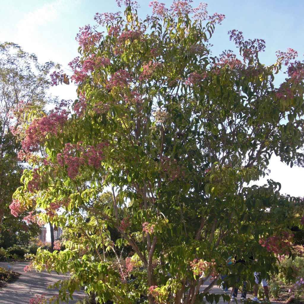 Heptacodium miconioides - Seven-son Tree