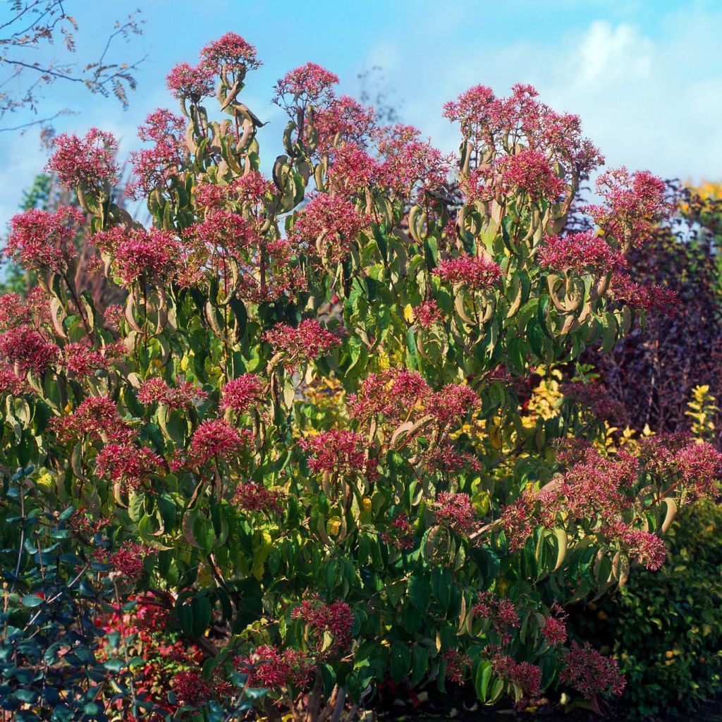 Heptacodium miconioides - Seven-son Tree