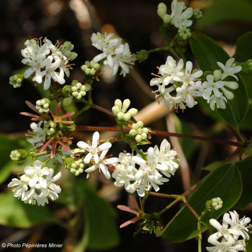 Heptacodium miconioides - Seven-son Tree