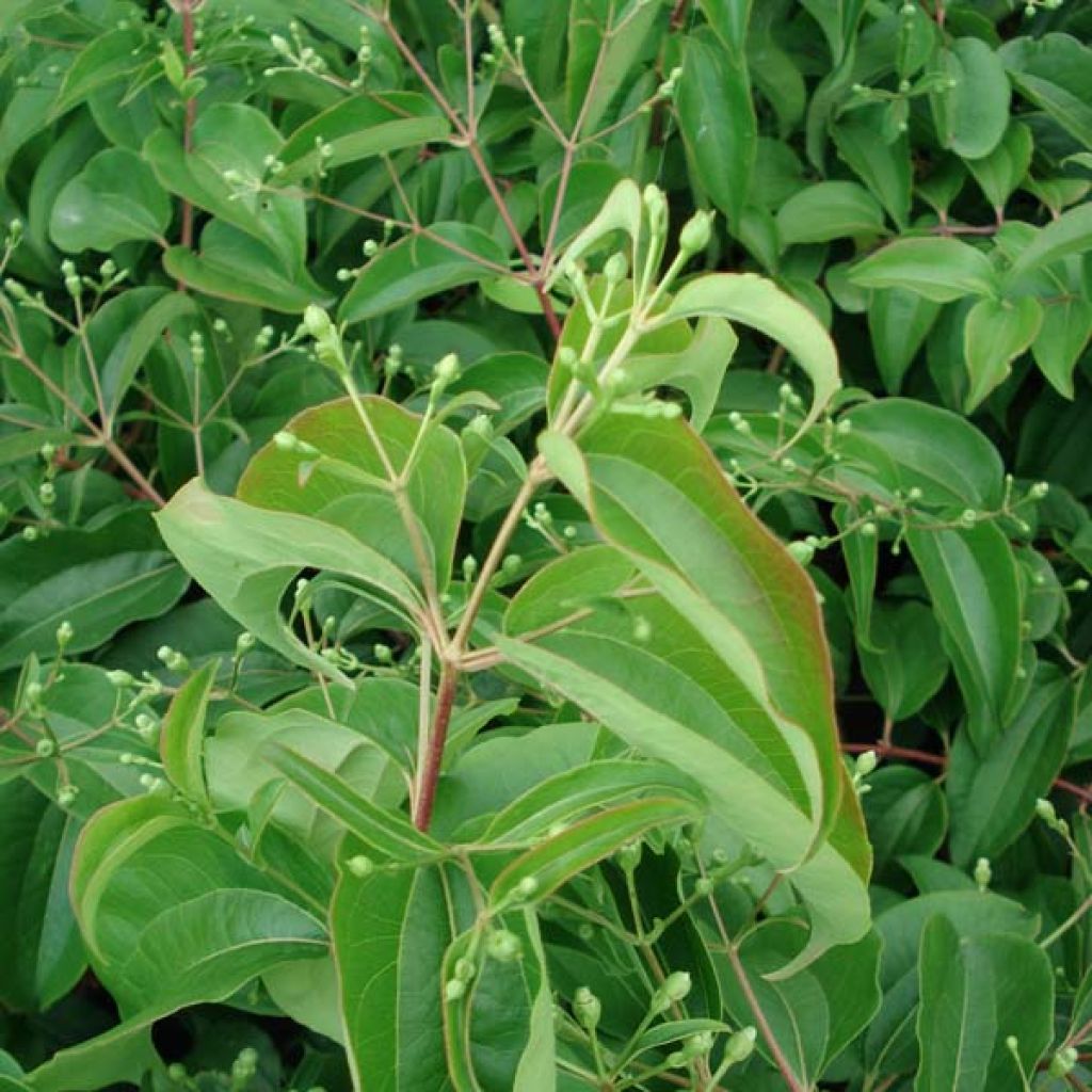 Heptacodium miconioides - Seven-son Tree