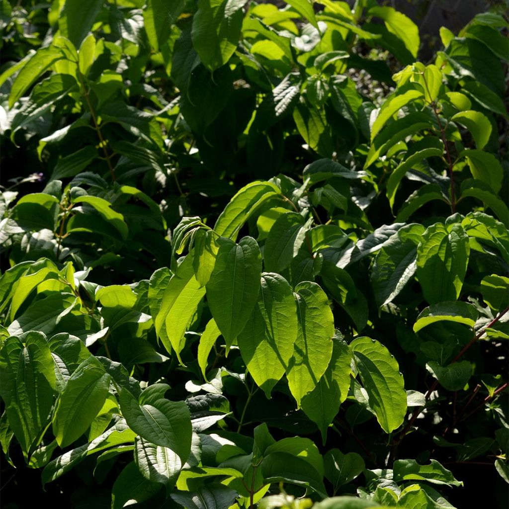 Heptacodium miconioides - Seven-son Tree