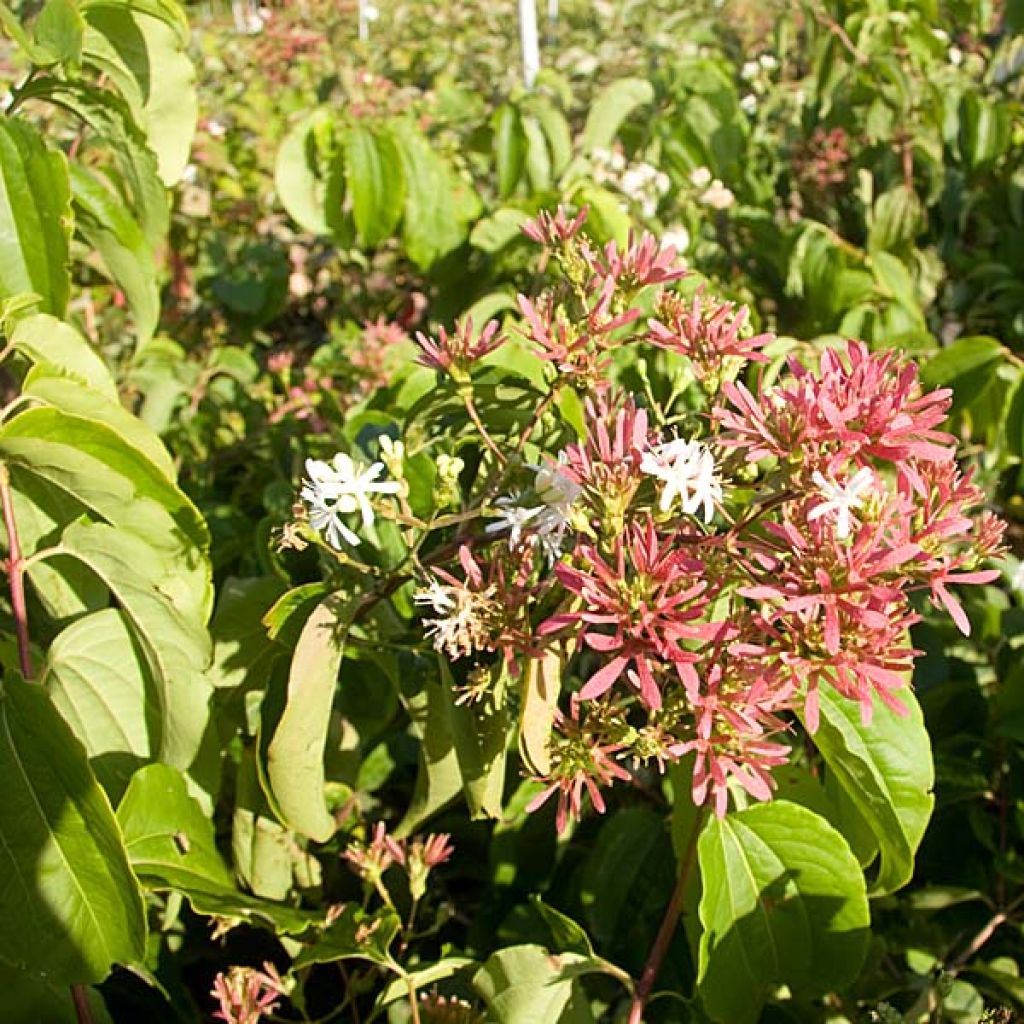 Heptacodium miconioides - Seven-son Tree