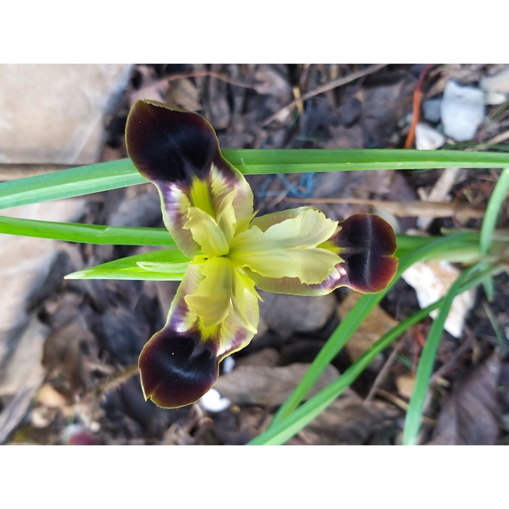 Hermodactylus tuberosus - Tuber Iris