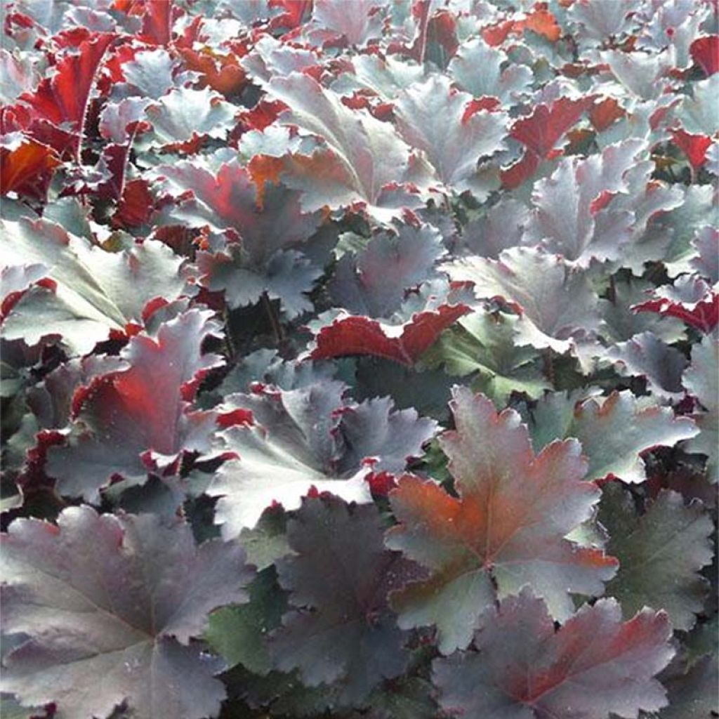 Heuchera Binoche