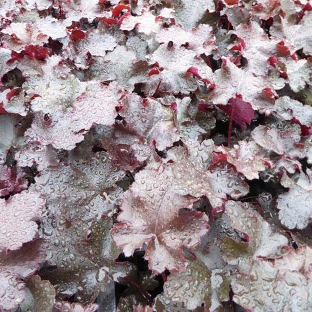 Heuchera villosa Black Beauty