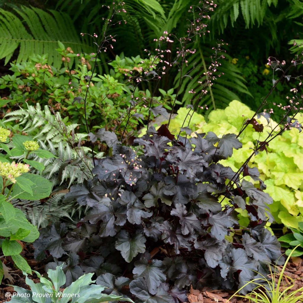 Heuchera villosa Black Pearl