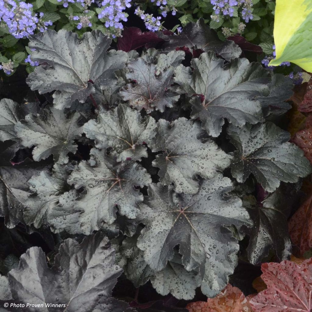 Heuchera villosa Black Pearl