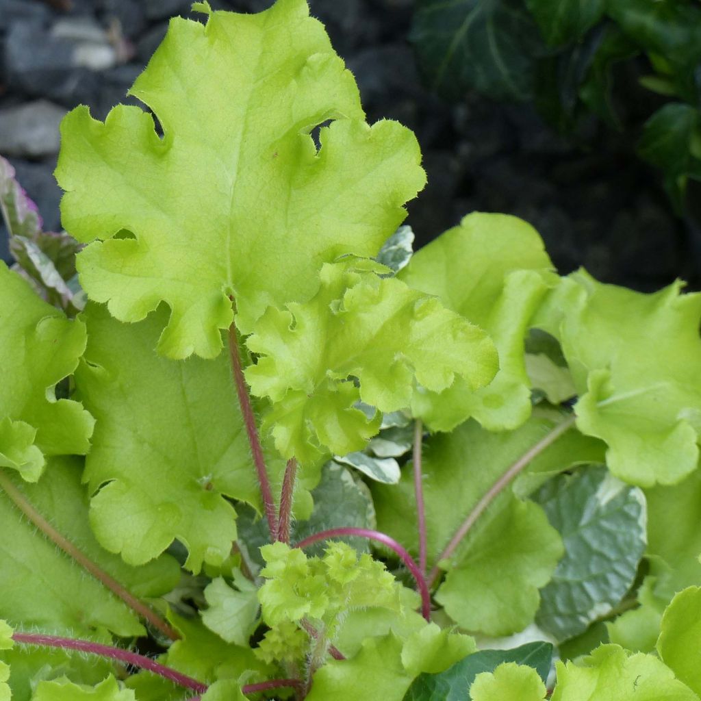 Heuchera Lime Marmalade