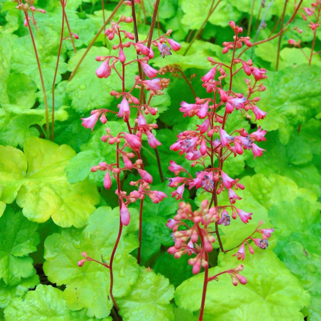 Heuchera hybrida Little Cuties Sweet Tart