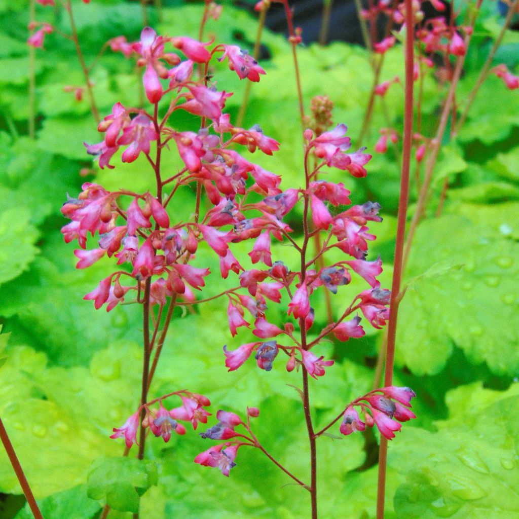 Heuchera hybrida Little Cuties Sweet Tart