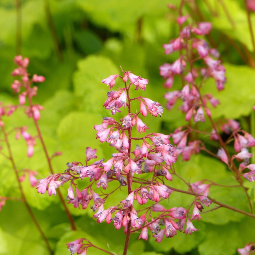 Heuchera hybrida Little Cuties Sweet Tart