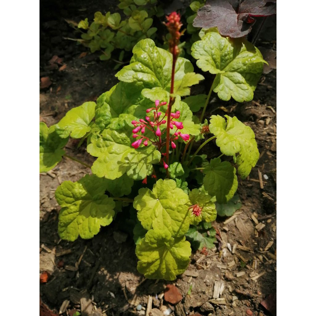 Heuchera hybrida Little Cuties Sweet Tart