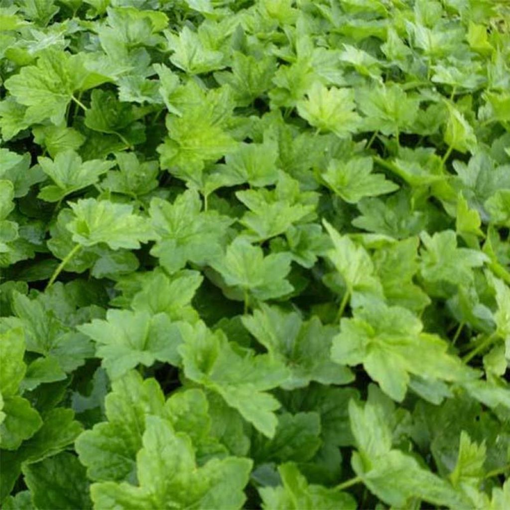 Heuchera villosa Chantilly