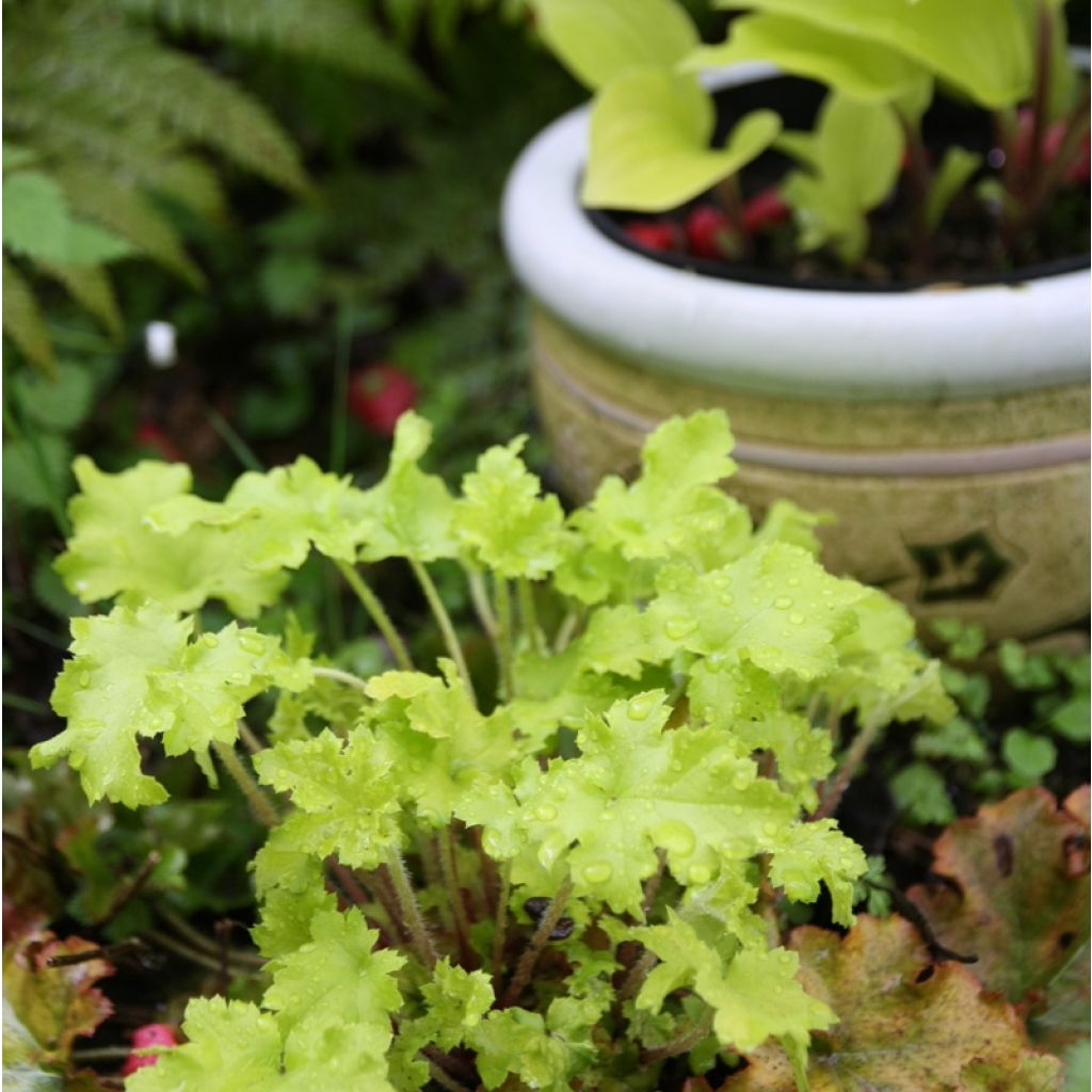 Heuchera hybrida Citronelle