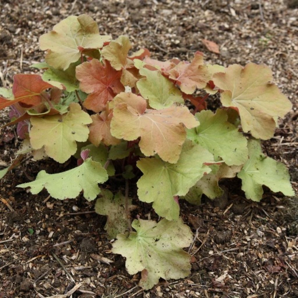 Heuchera villosa Caramel