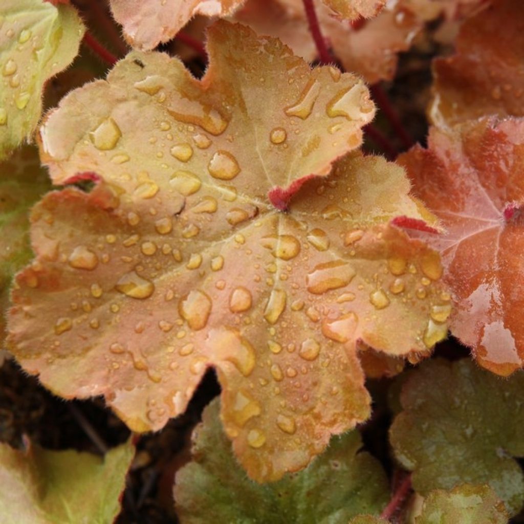 Heuchera villosa Caramel