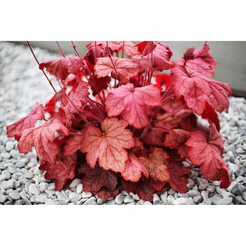 Heuchera Georgia Peach