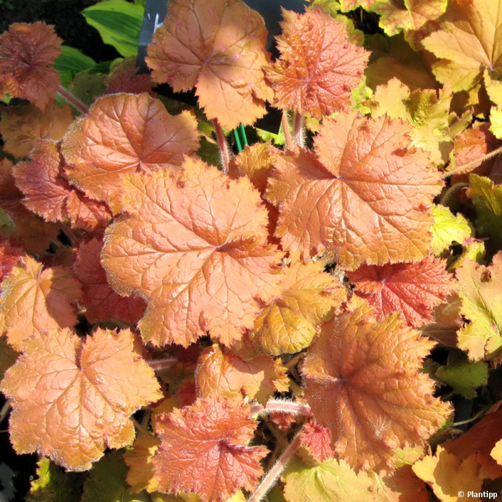 Heuchera Kassandra - Coral Bells