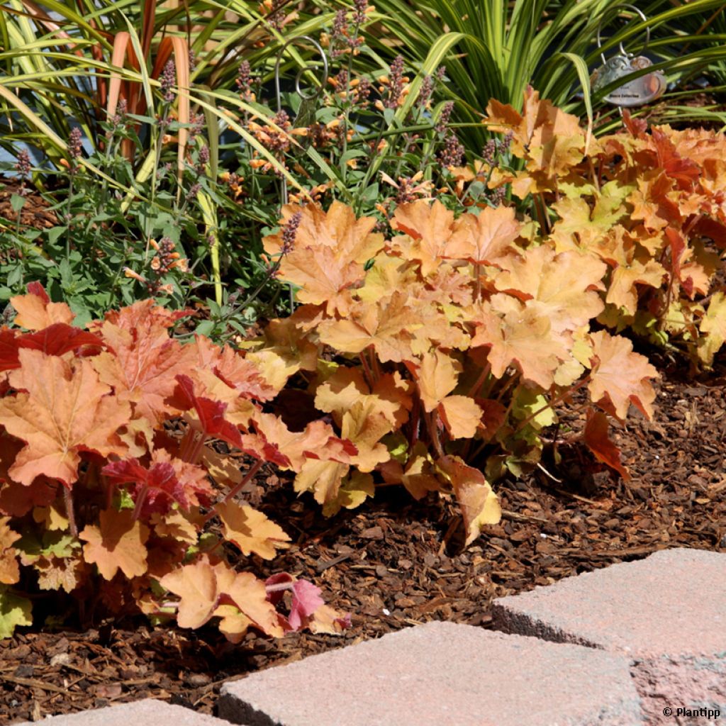 Heuchera Kassandra - Coral Bells