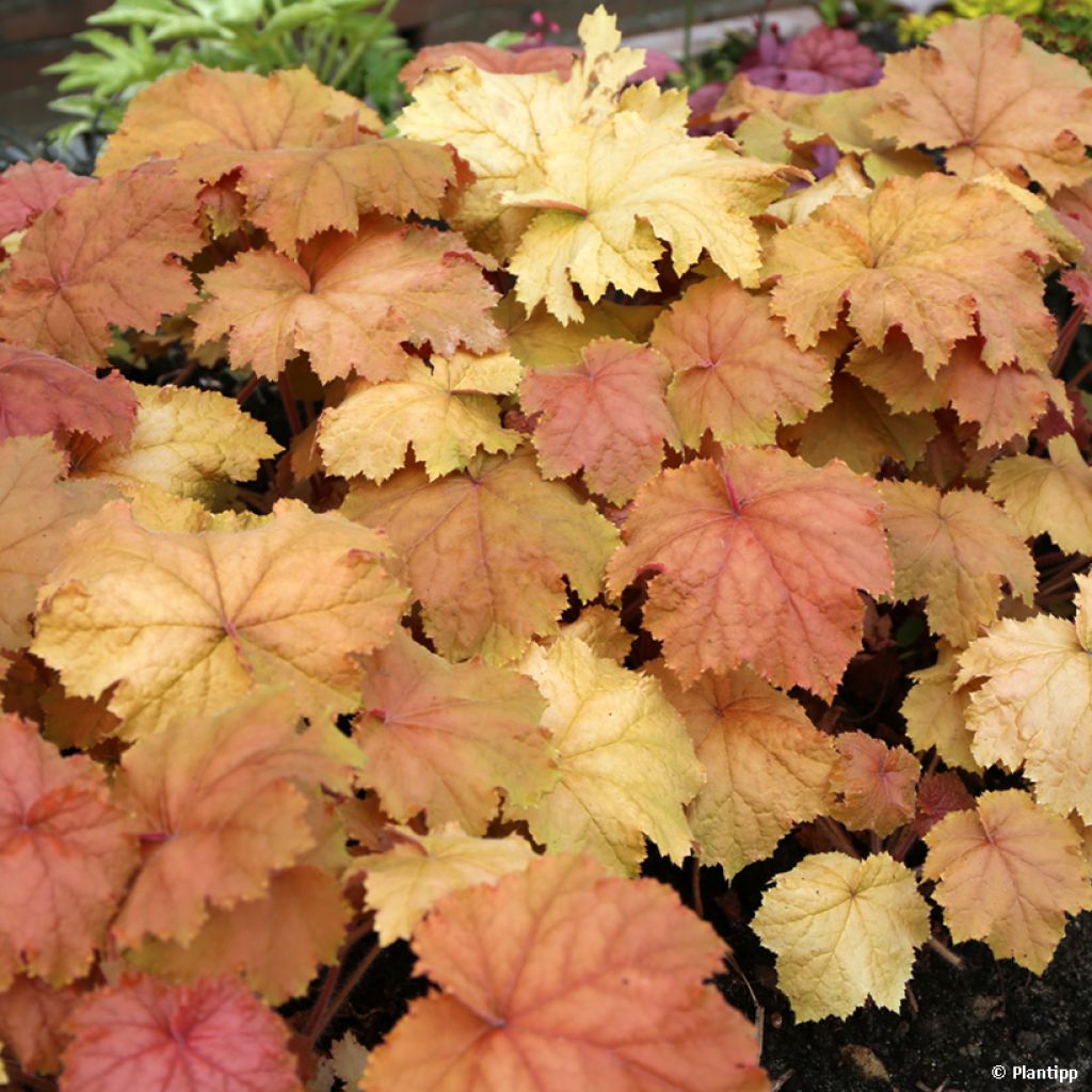 Heuchera Kassandra - Coral Bells