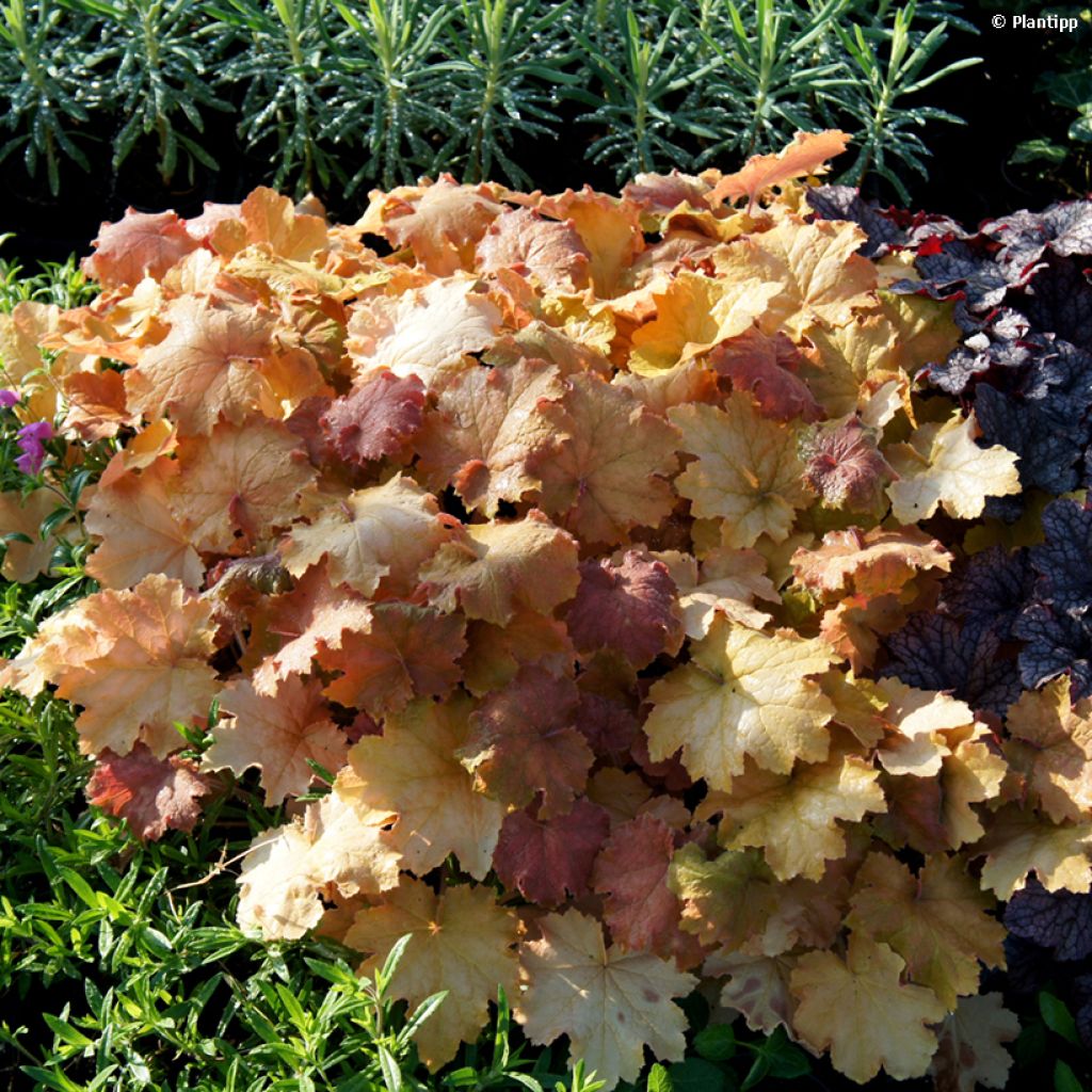 Heuchera Kassandra - Coral Bells