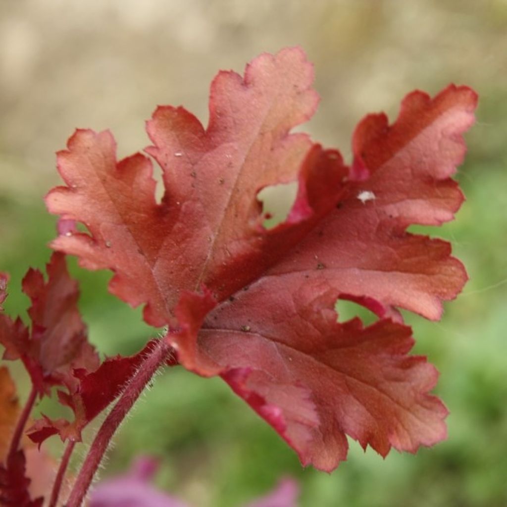 Heuchera micrantha Marmalade