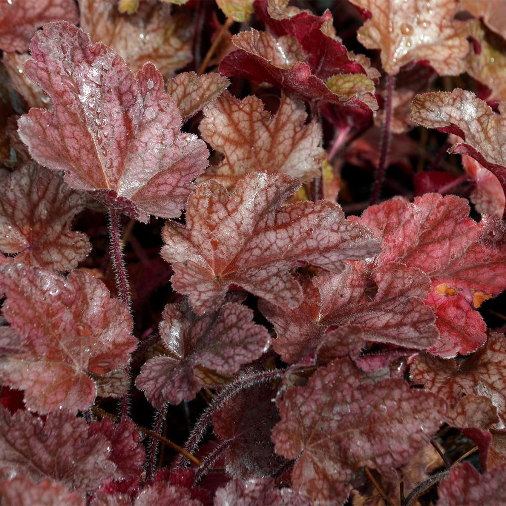 Heuchère - Heuchera Peach flambé