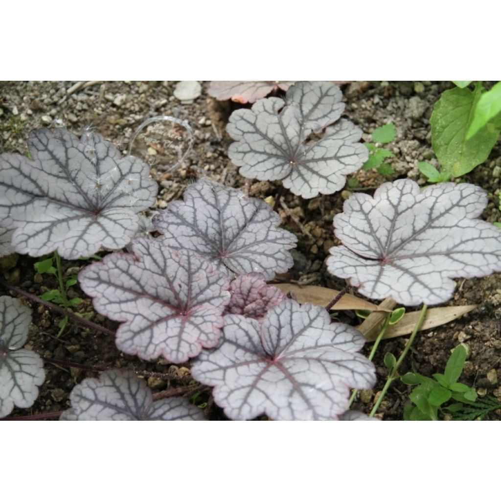 Heuchera villosa Sugar Plum