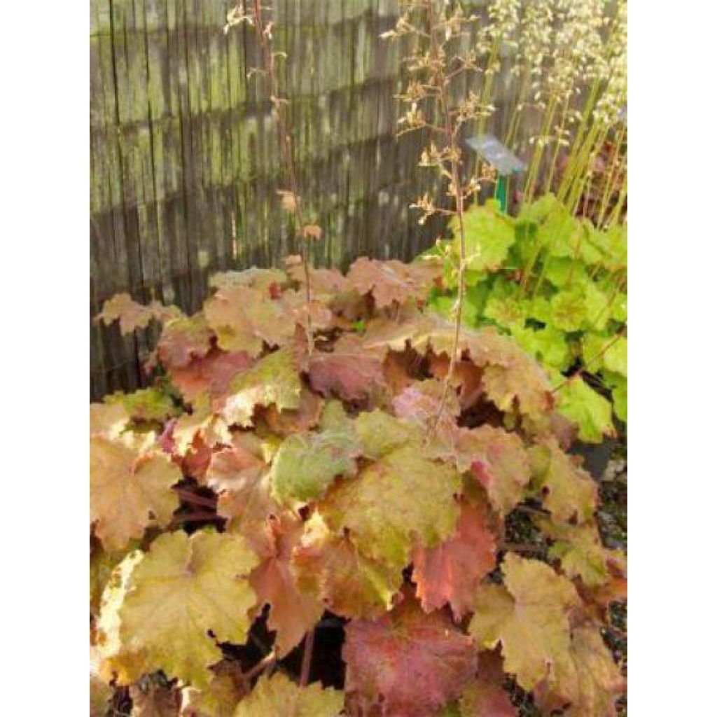 Heuchera Kassandra - Coral Bells