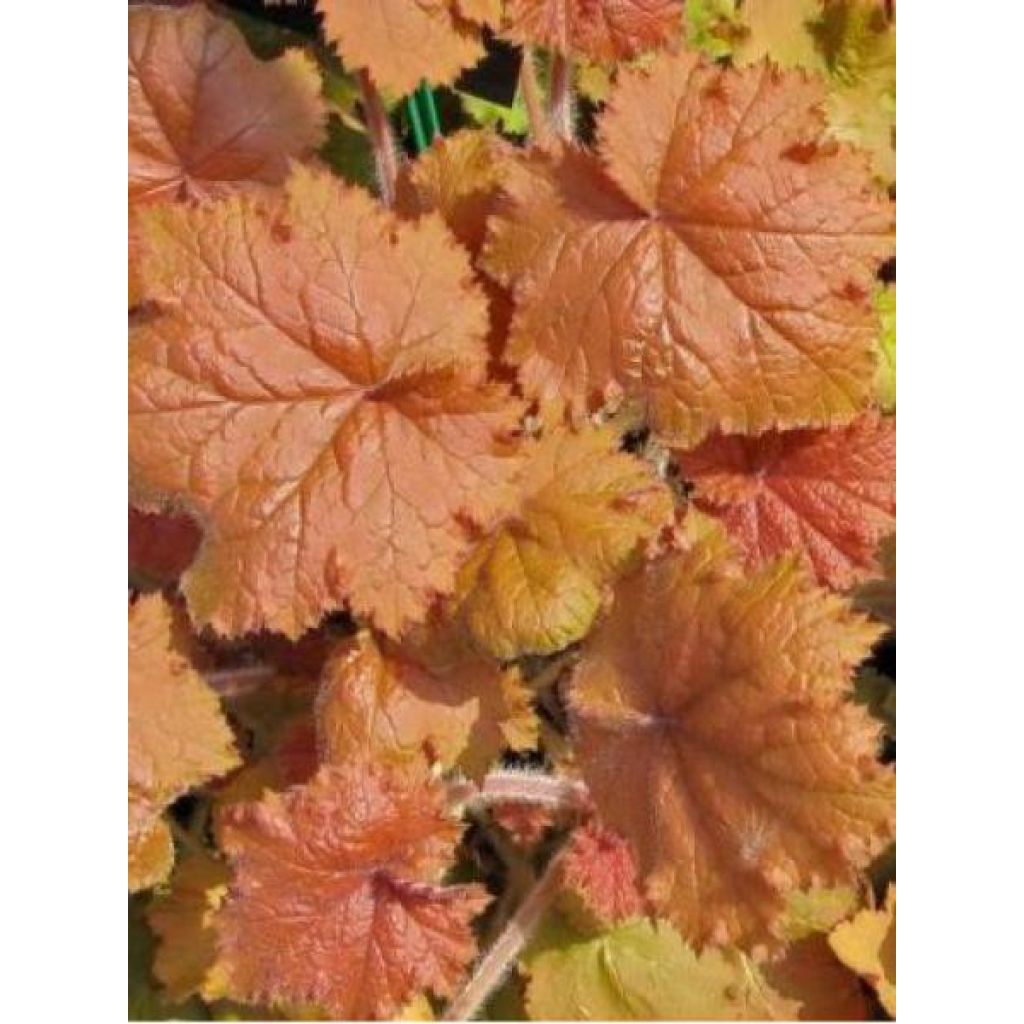 Heuchera Kassandra - Coral Bells