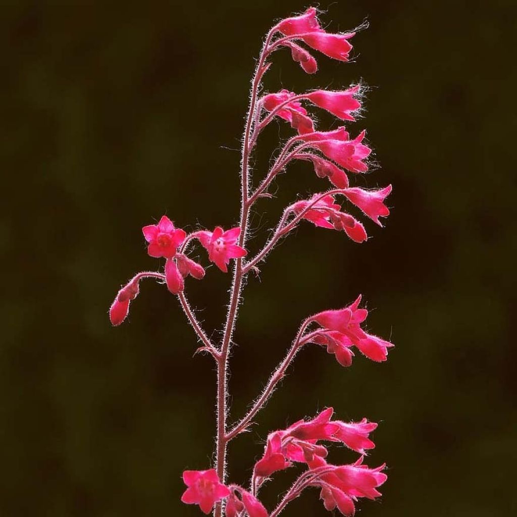 Heuchera Pluie de Feu