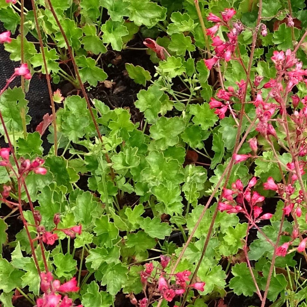 Heuchera Pluie de Feu