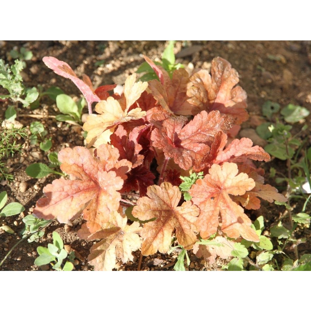 Heucherella Honey Rose