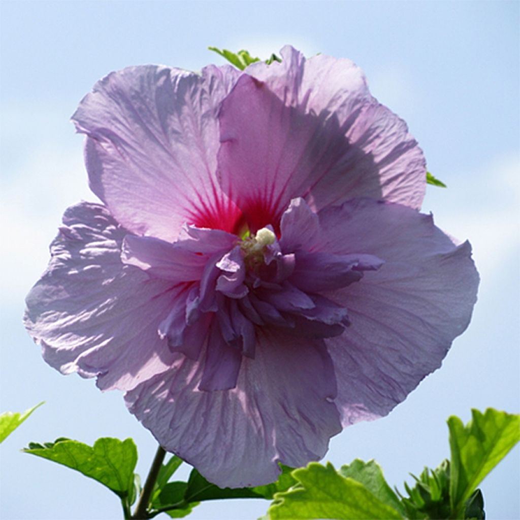 Hibiscus syriacus Lavender Chiffon - Rose of Sharon