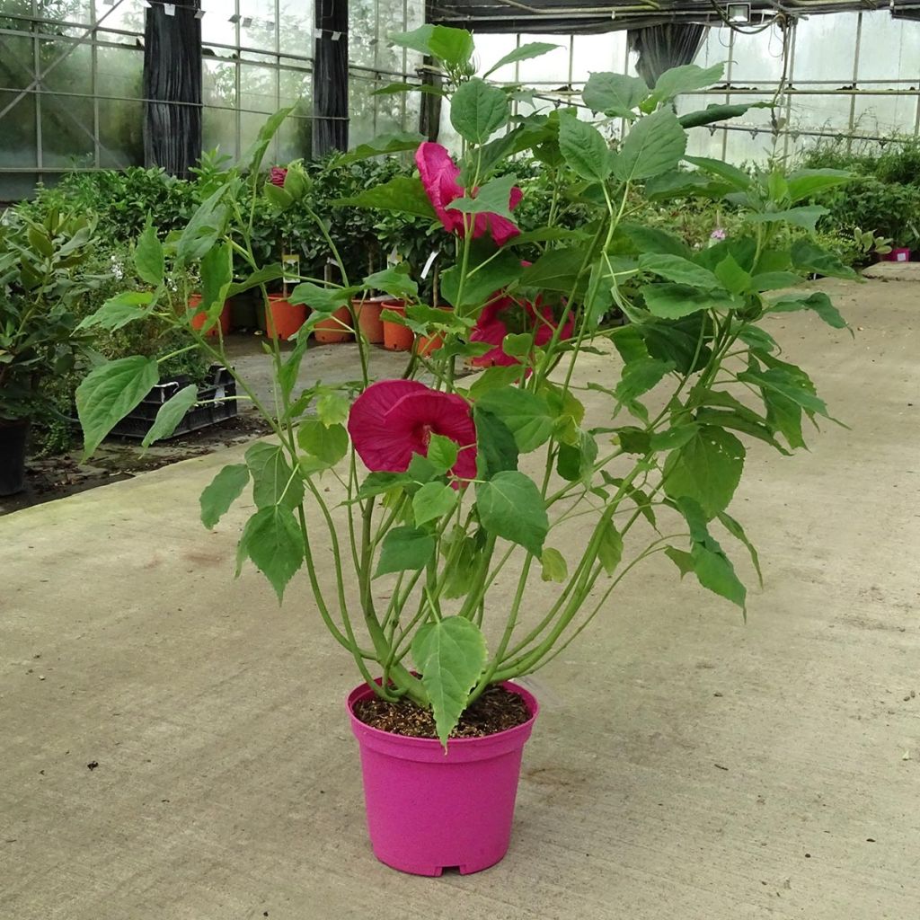 Hibiscus moscheutos Pink - Swamp Rose Mallow