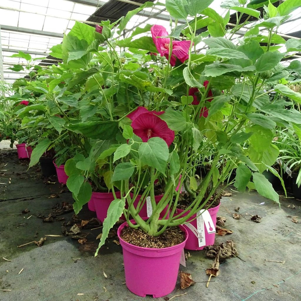 Hibiscus moscheutos Pink - Swamp Rose Mallow