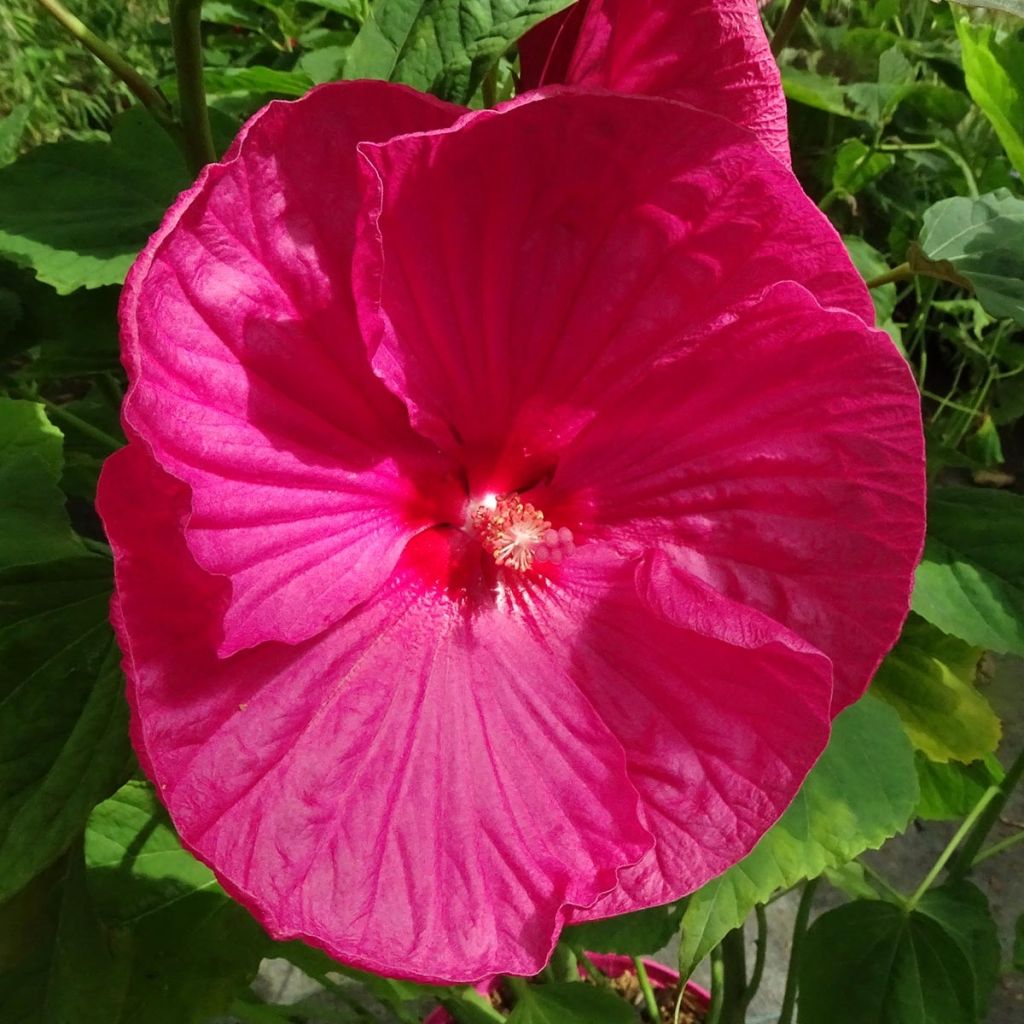 Hibiscus moscheutos Pink - Swamp Rose Mallow