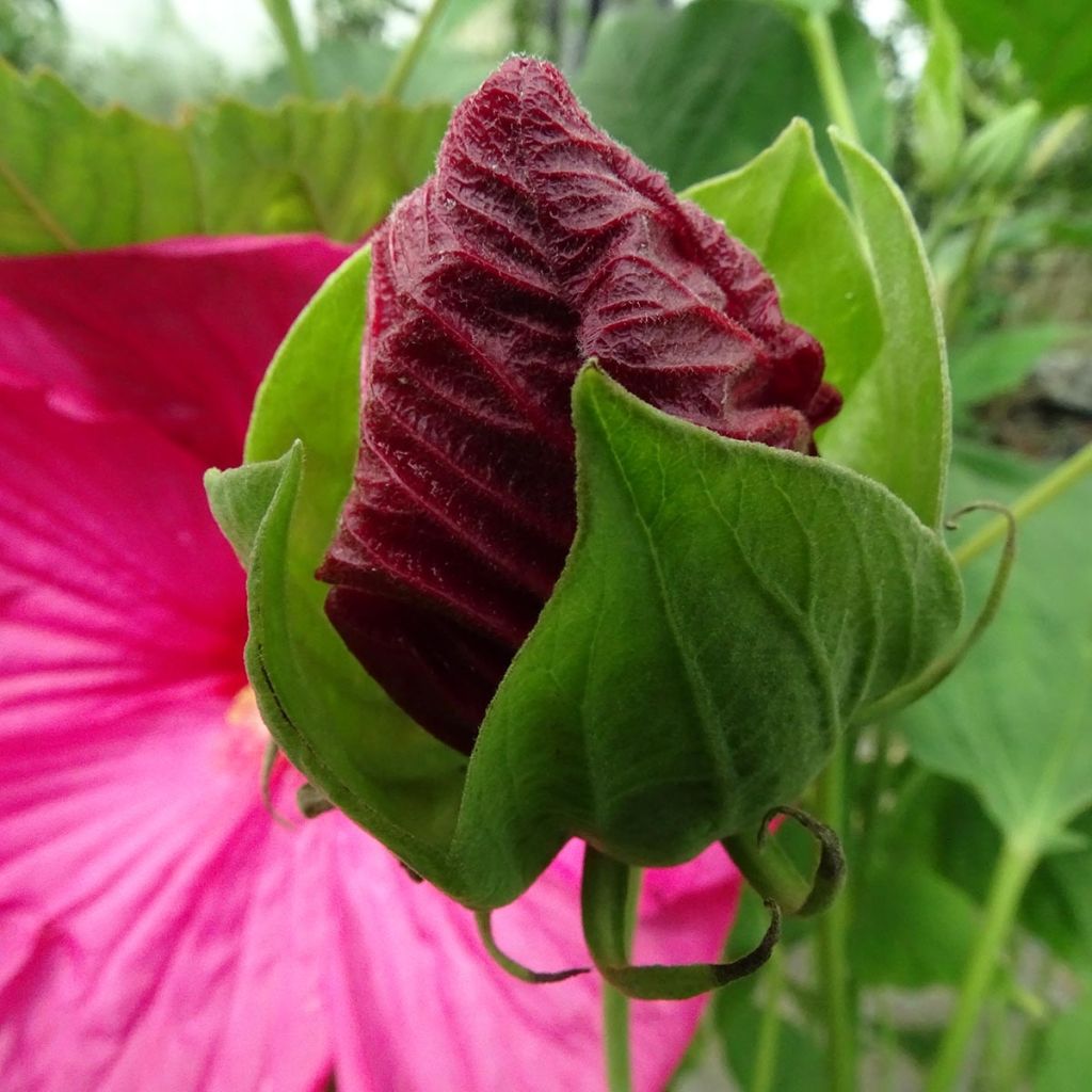 Hibiscus moscheutos Pink - Swamp Rose Mallow