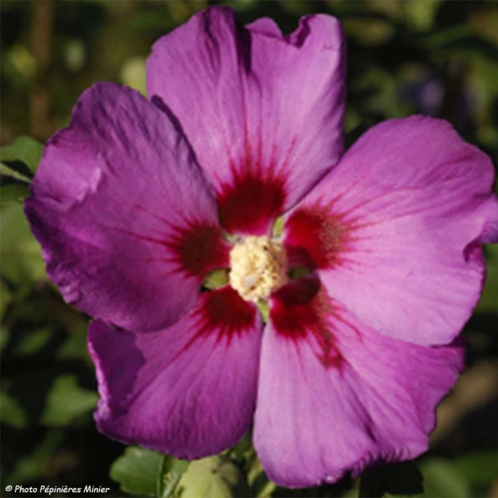 Hibiscus syriacus Russian Violet II - Rose of Sharon