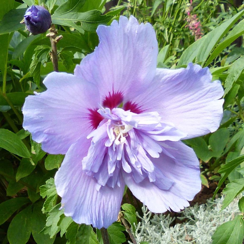 Hibiscus syriacus Blue Chiffon - Rose of Sharon