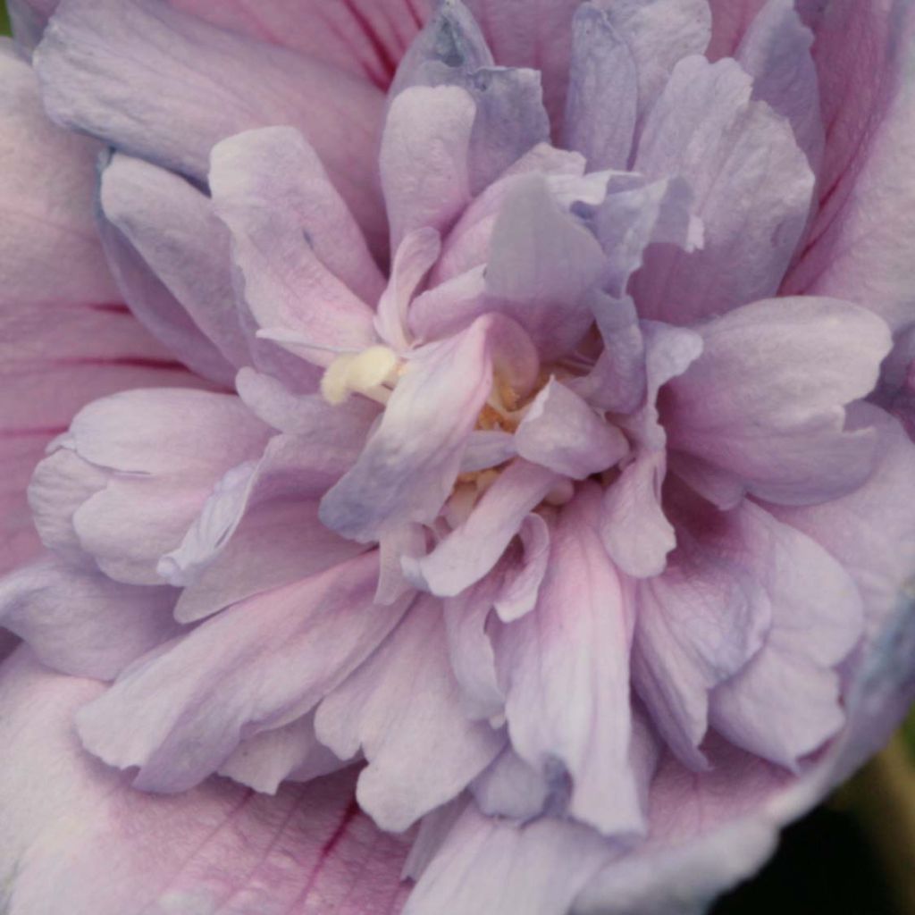 Hibiscus syriacus Blue Chiffon - Rose of Sharon