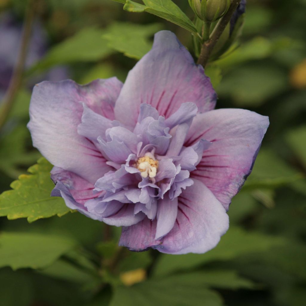 Hibiscus syriacus Blue Chiffon - Rose of Sharon