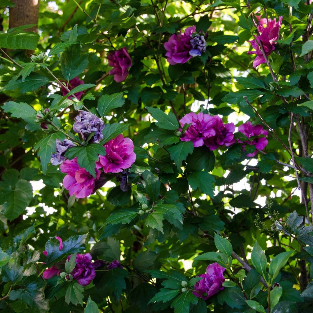 Hibiscus syriacus Freedom - Rose of Sharon