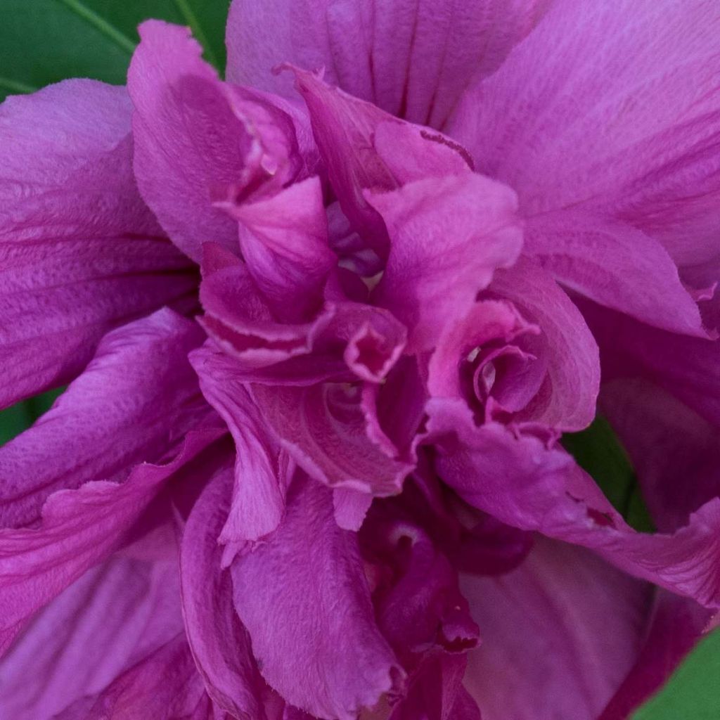 Hibiscus syriacus Freedom - Rose of Sharon