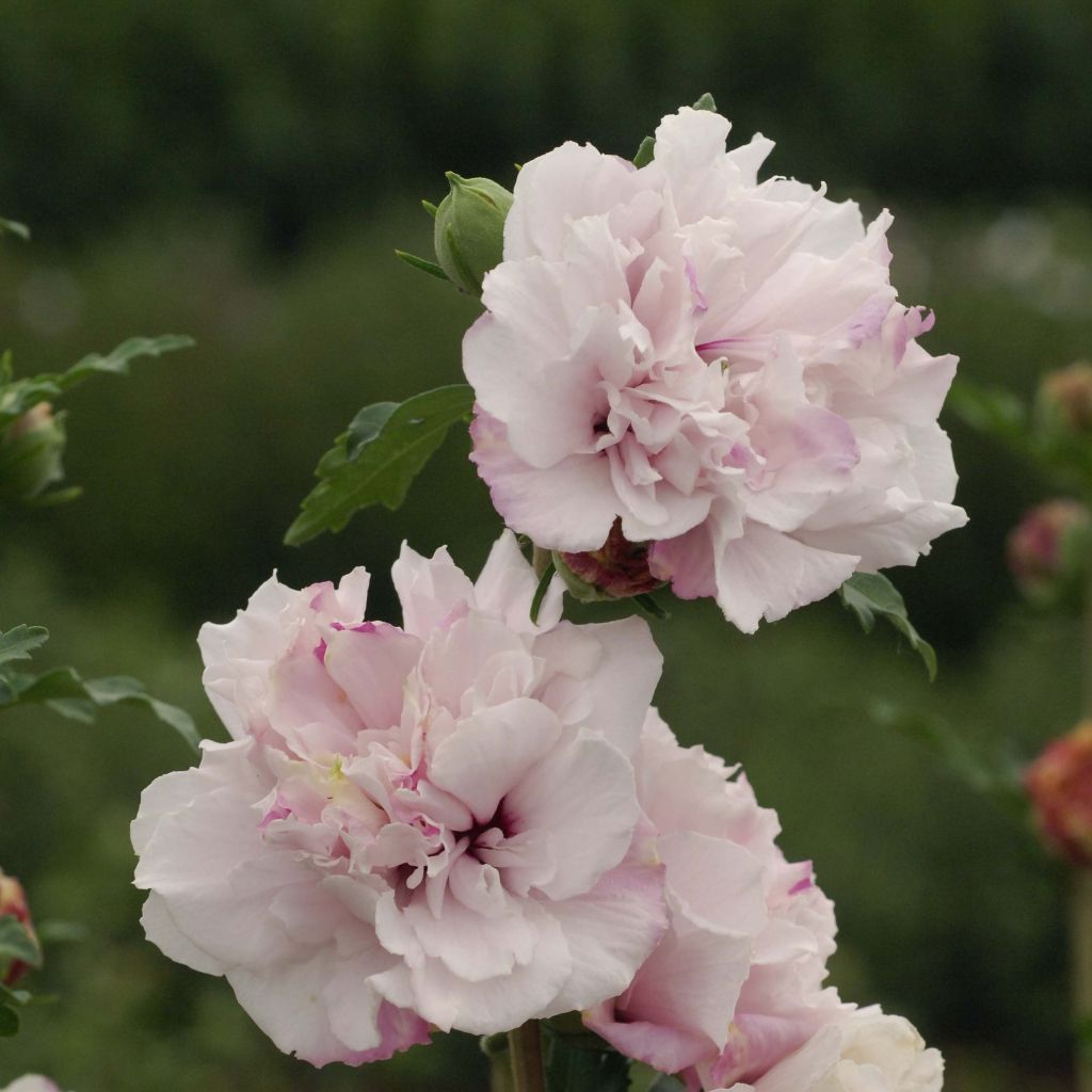 Hibiscus syriacus French Cabaret Pastel - Rose of Sharon