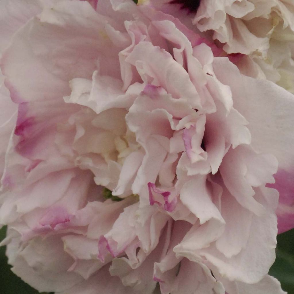 Hibiscus syriacus French Cabaret Pastel - Rose of Sharon