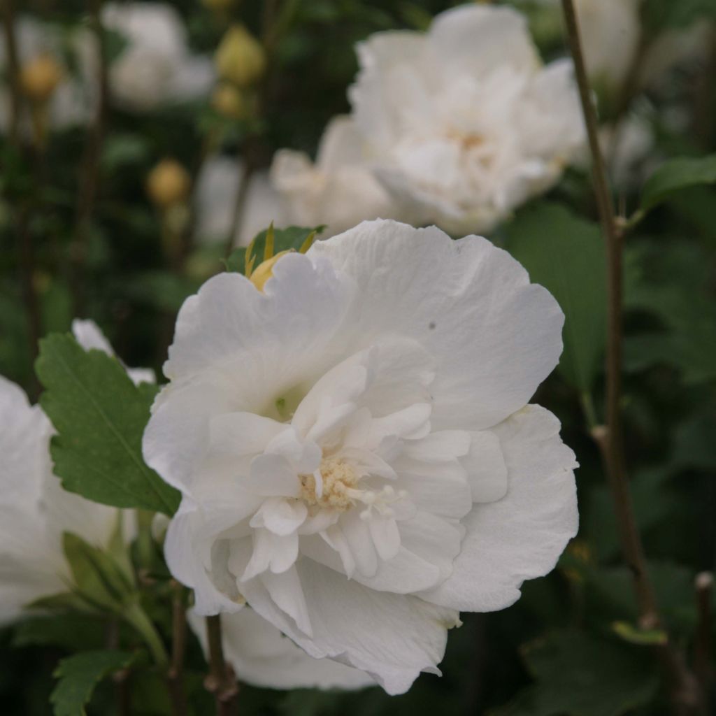 Hibiscus syriacus White Chiffon - Rose of Sharon