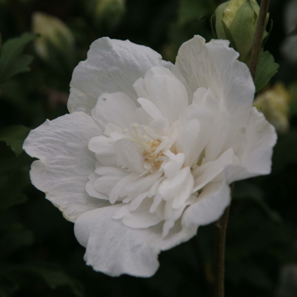 Hibiscus syriacus White Chiffon - Rose of Sharon