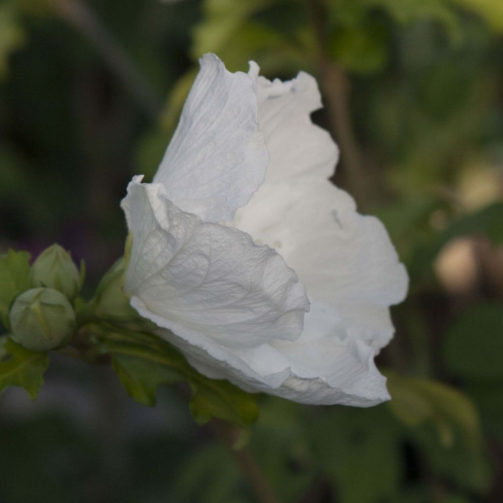 Hibiscus syriacus White Chiffon - Rose of Sharon